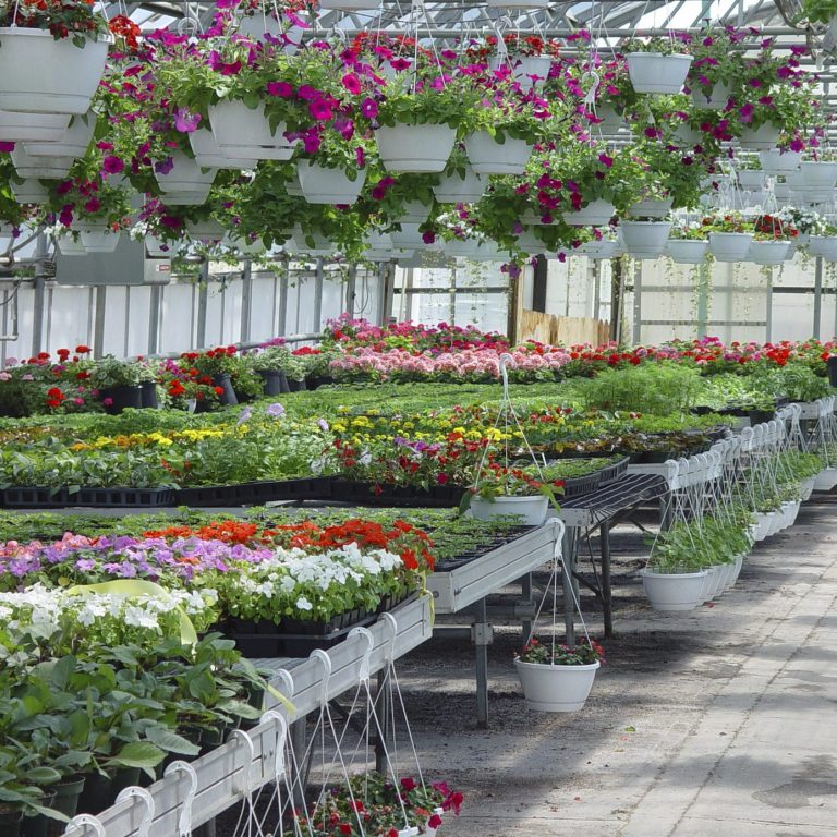 Lush greenhouse filled with vibrant flowers and plants in hanging pots and trays.