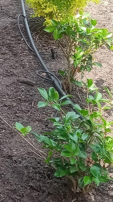 Green plants with drip irrigation tubing on brown soil.