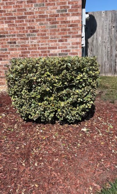 A neatly trimmed bush with yellow and green leaves near a brick wall.