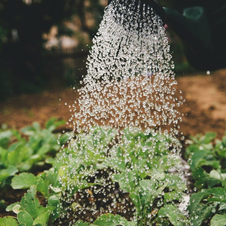 Watering plants with a handheld nozzle, droplets glistening in sunlight.