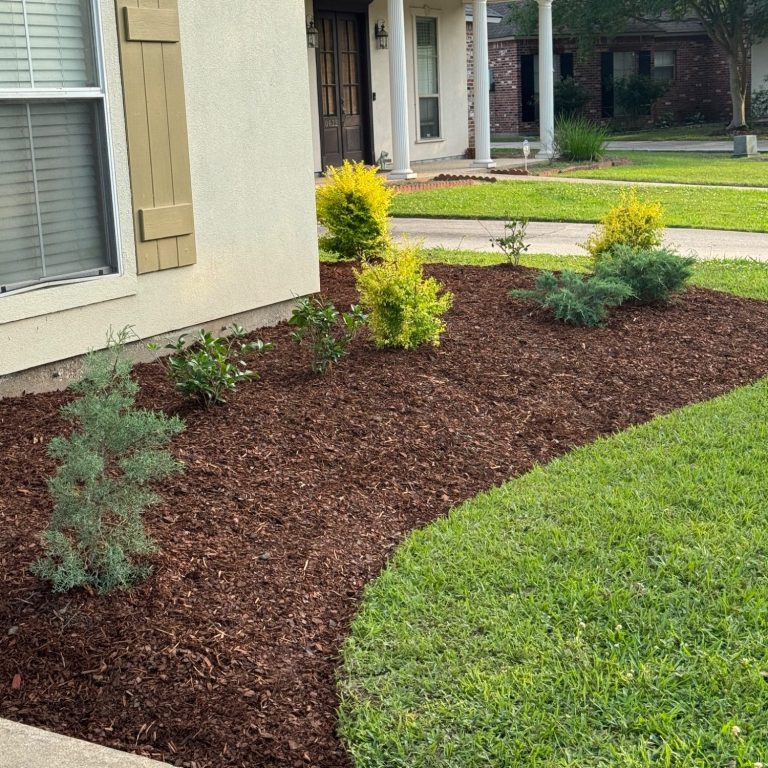 Flowerbed with green shrubs and yellow plants, bordered by freshly laid mulch.