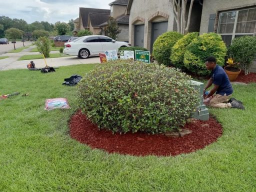 A person tending to a neatly landscaped shrub surrounded by red mulch.