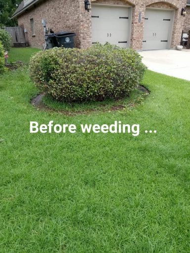  Weeded Japanese Hawthorns flowerbed along side a concrete driveway.